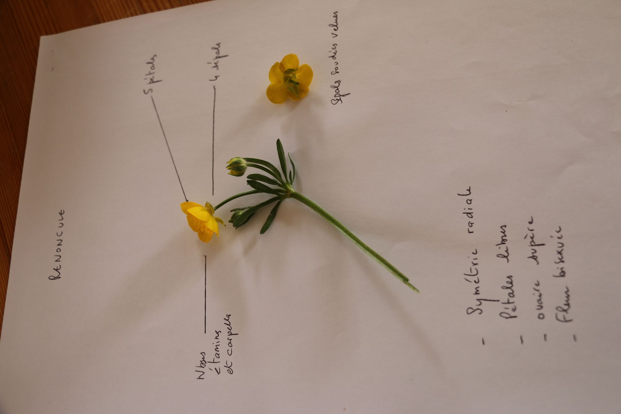 Annexe Renoncule.JPG