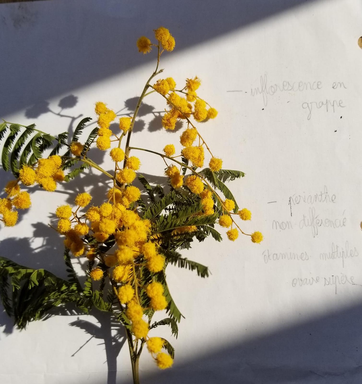 Annexe WhatsApp Image 2020-04-13 at 17.05.08.jpeg