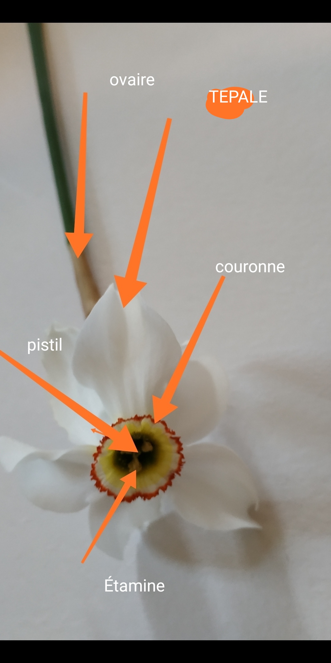 Annexe IMG_20200413_171455.jpg