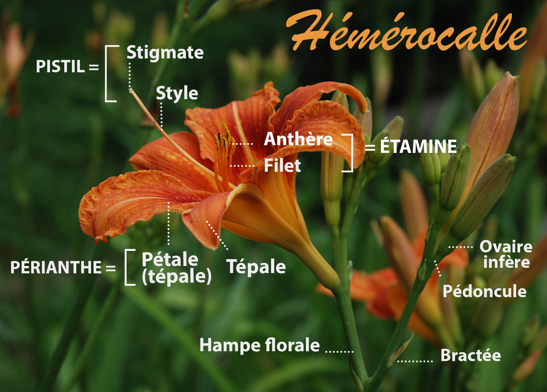 Annexe •LYS MOOC.jpg