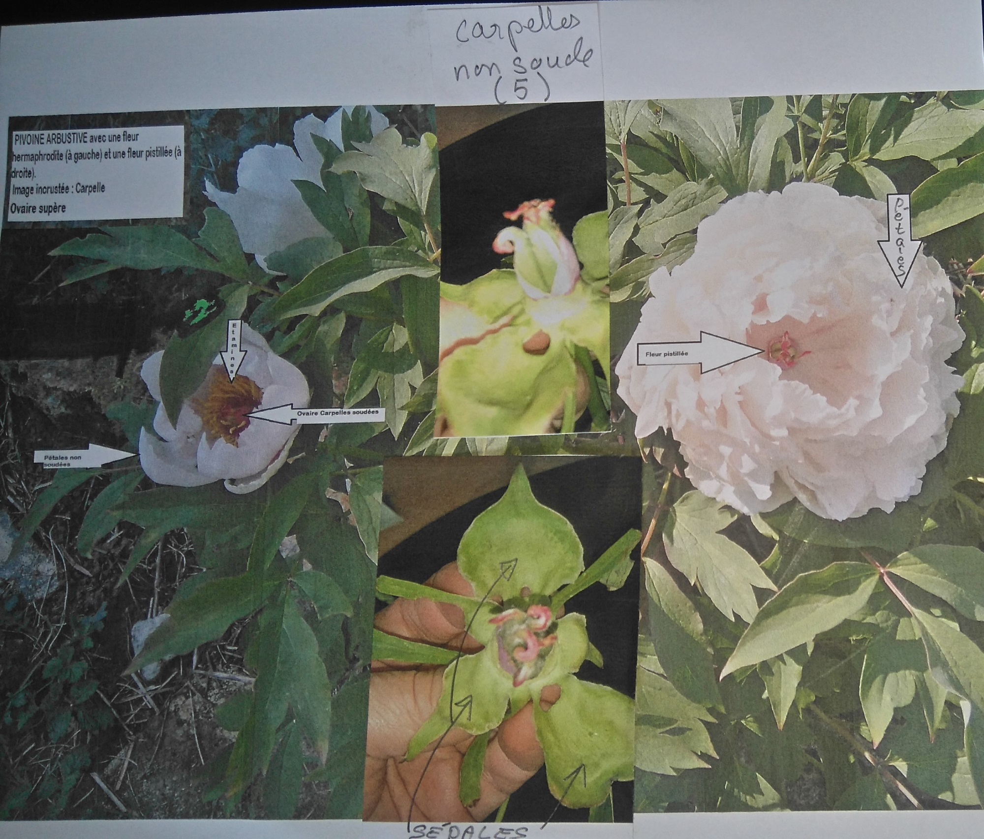 Annexe Activité Fleur familière.jpg