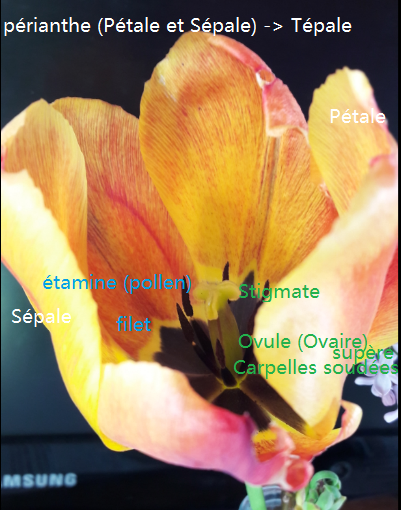 Annexe FleurTulipe.png