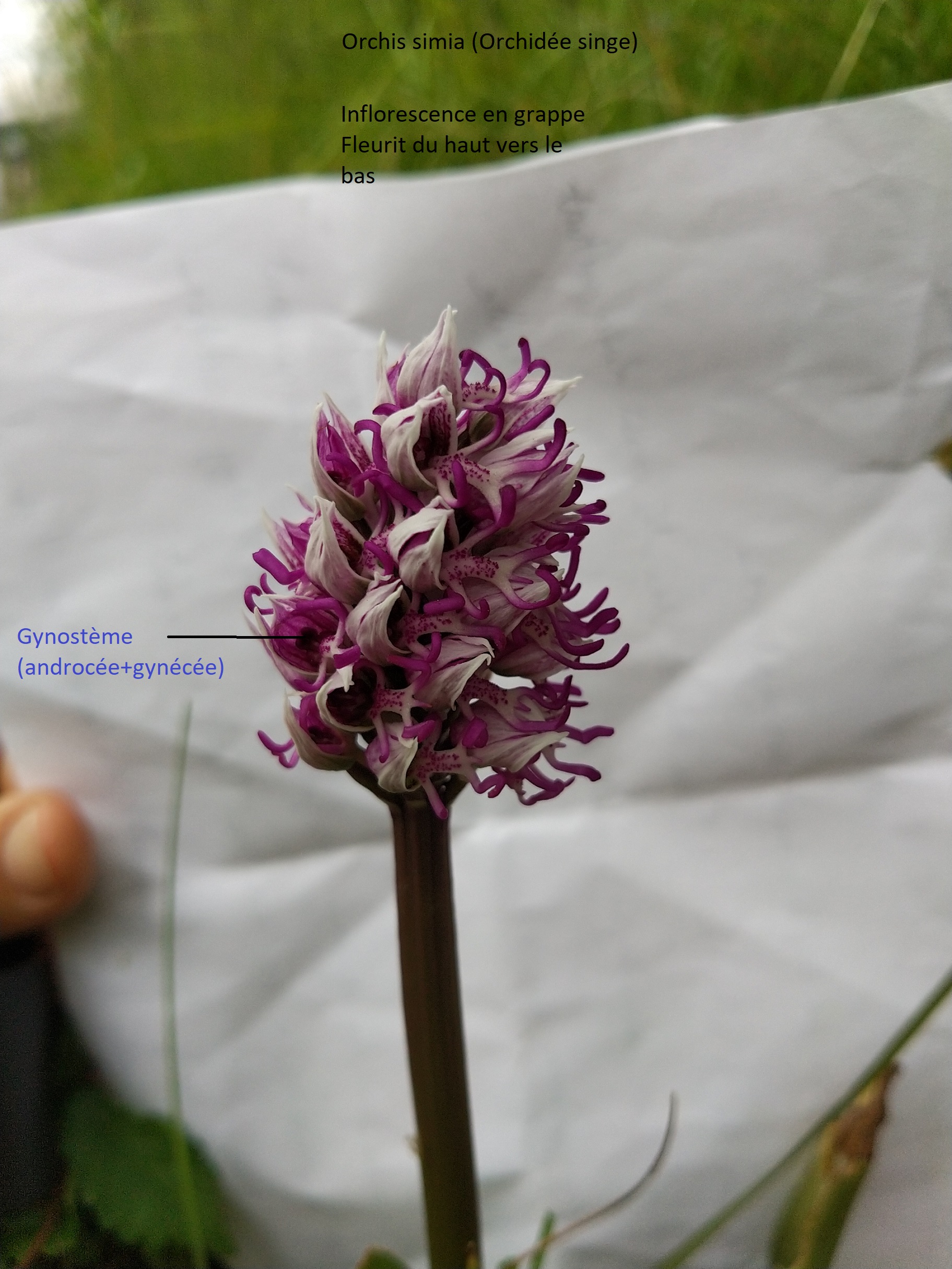 Annexe IMG_20200413_192105.jpg