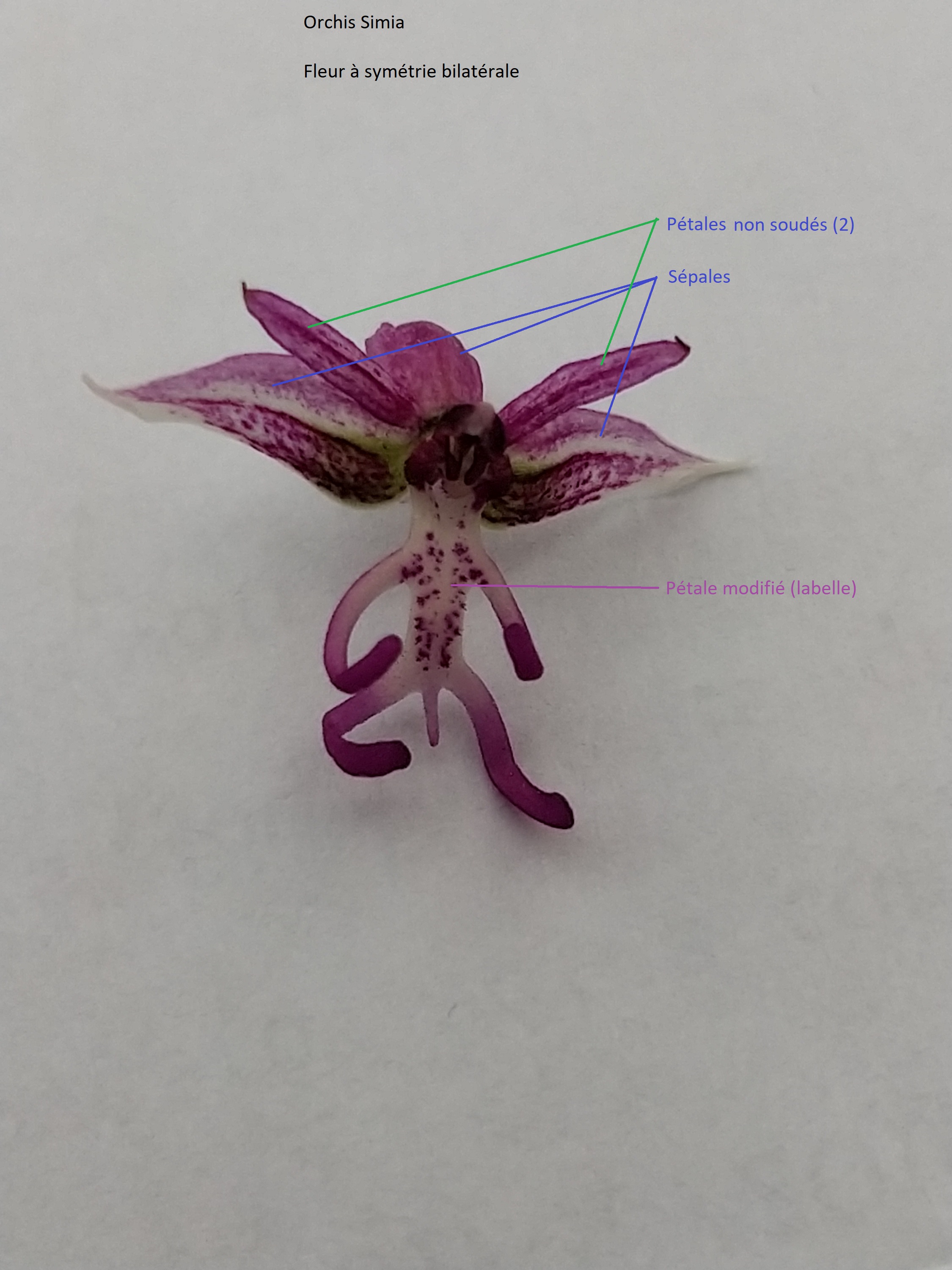 Annexe IMG_20200413_195203.jpg