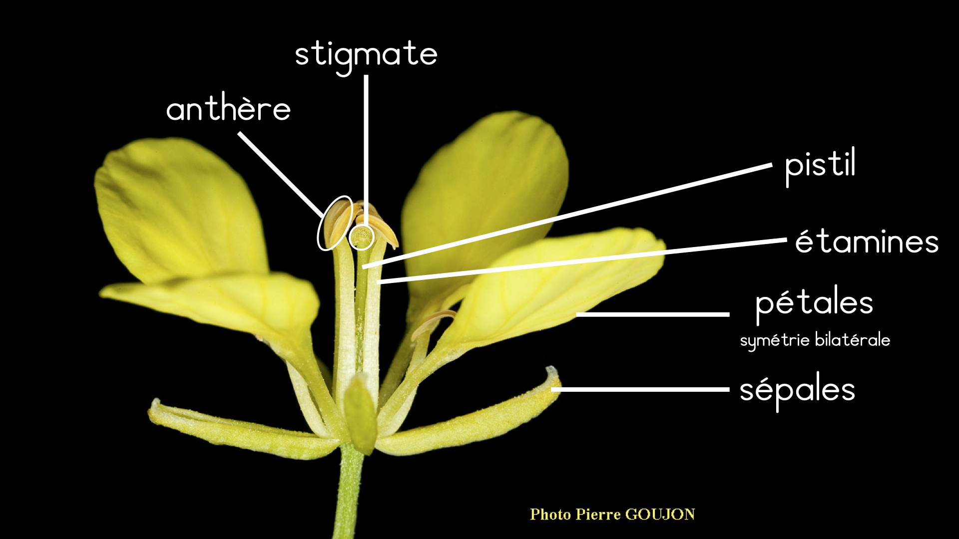 Annexe activite_fleur_familiere.001.png