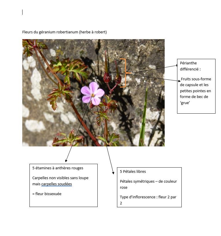 Annexe Geranium robertianum.JPG