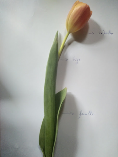 Annexe IMG_20200414_135302744.jpg