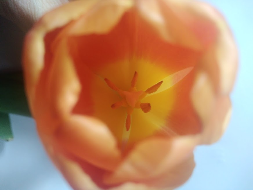 Annexe IMG_20200414_135345048.jpg