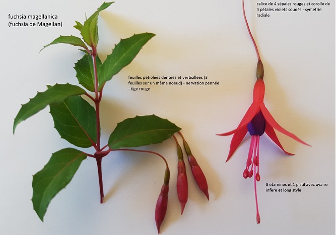 Annexe fuchsia de Magellan.jpg