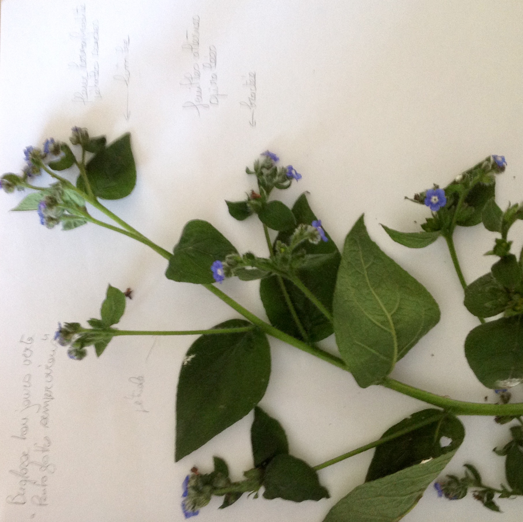 Annexe Buglosse.jpeg