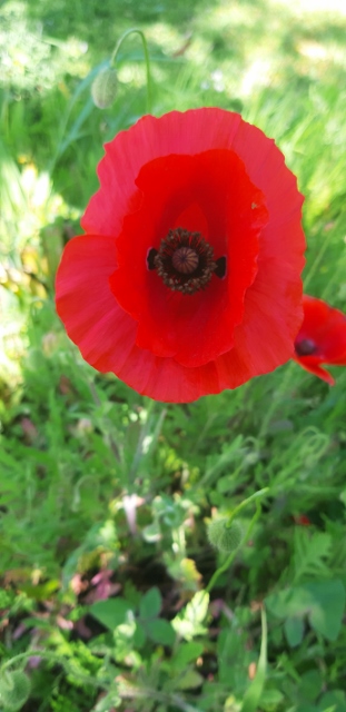 Annexe 20200414_164242 (311x640).jpg