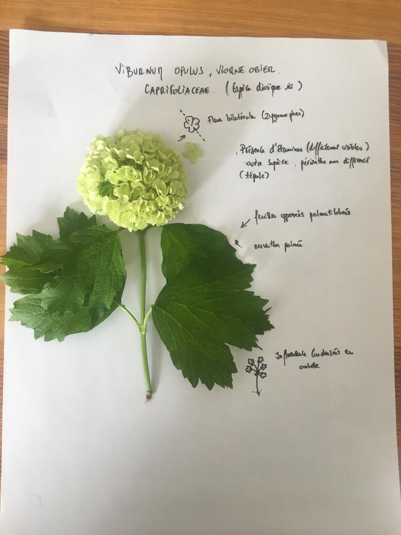 Annexe Viorne_Obier.jfif