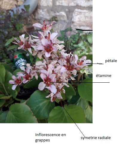 Annexe Fleur inconnue.jpg