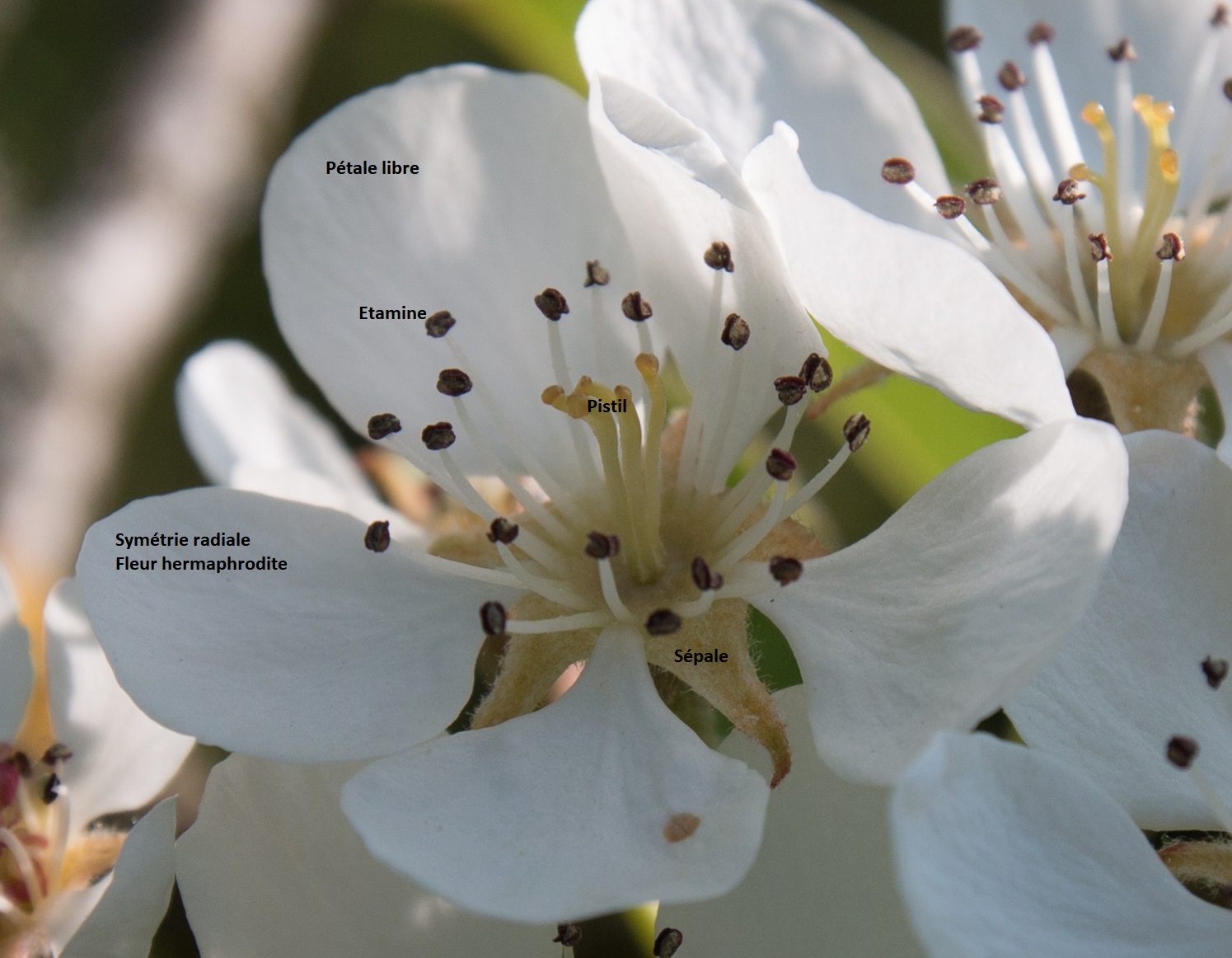 Annexe Fleur de cerisier-22 bis.jpg