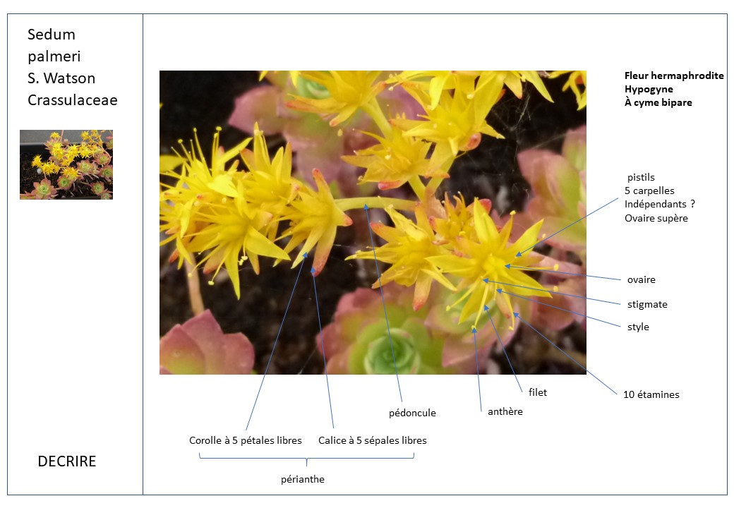 Annexe Sedum palmeri DECRIRE.jpg