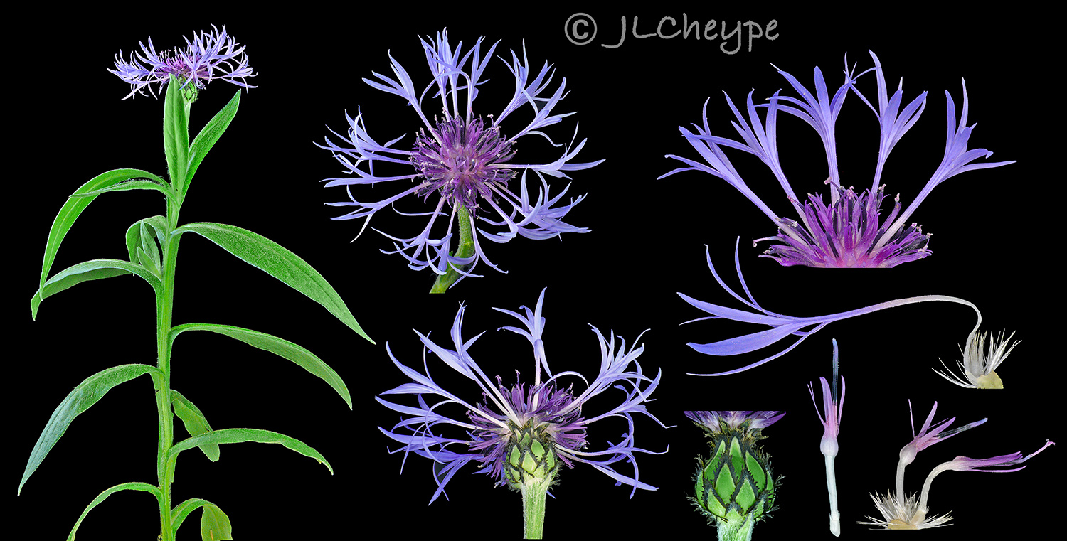 Annexe Centaurea montana.jpg