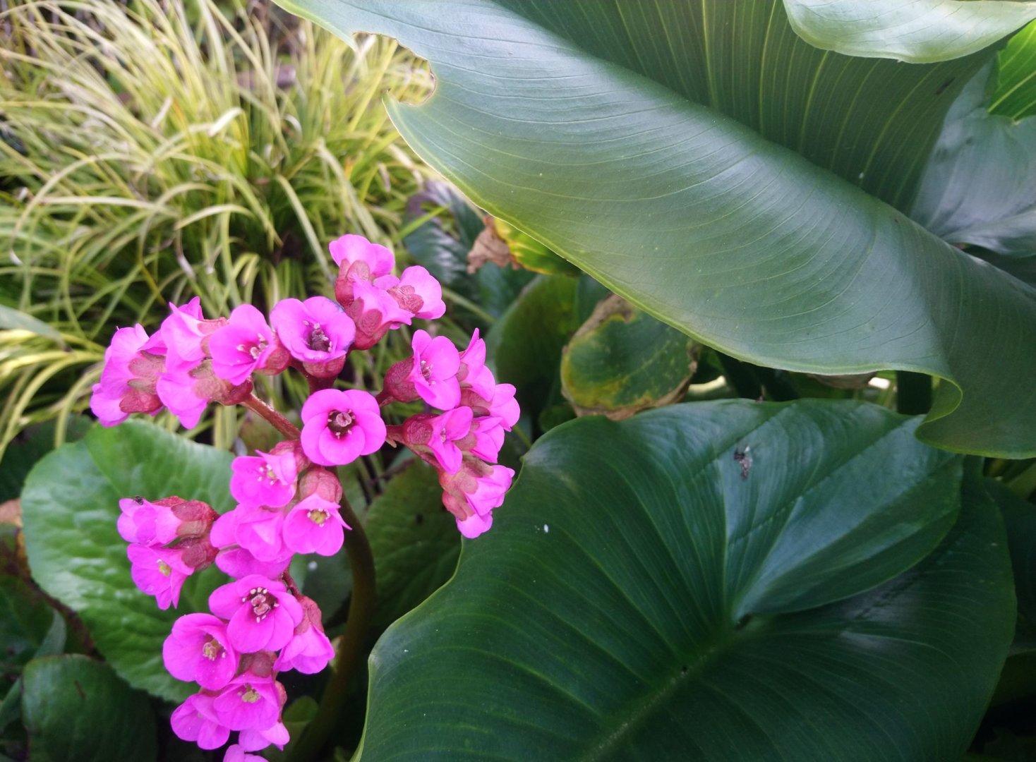 Annexe Bergenia purpurascens.jpg