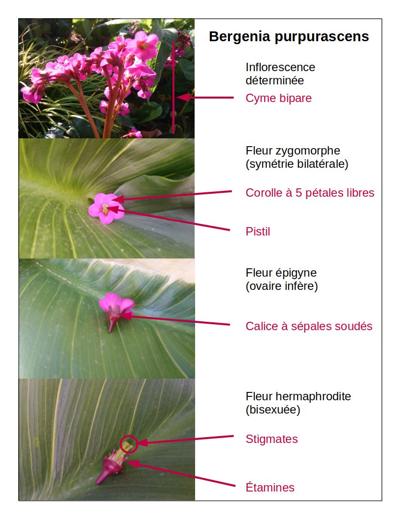 Annexe Description Bergenia purpurascens.jpg