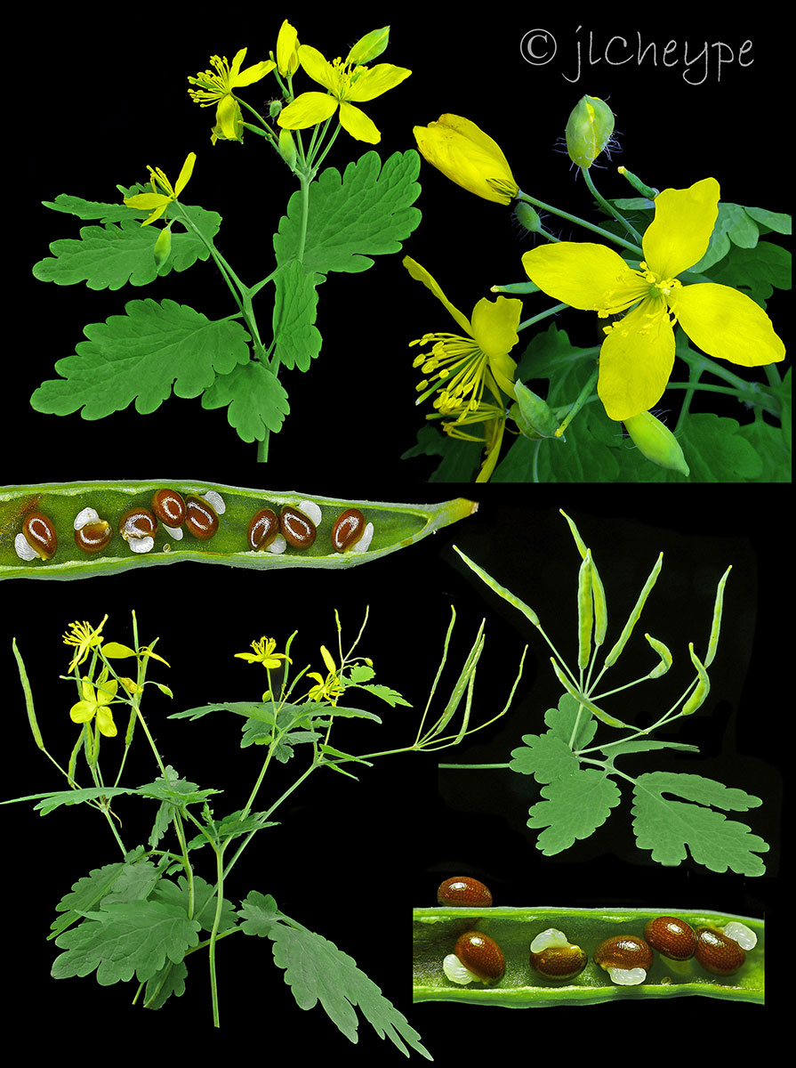 Annexe chelidonium_majus.jpg