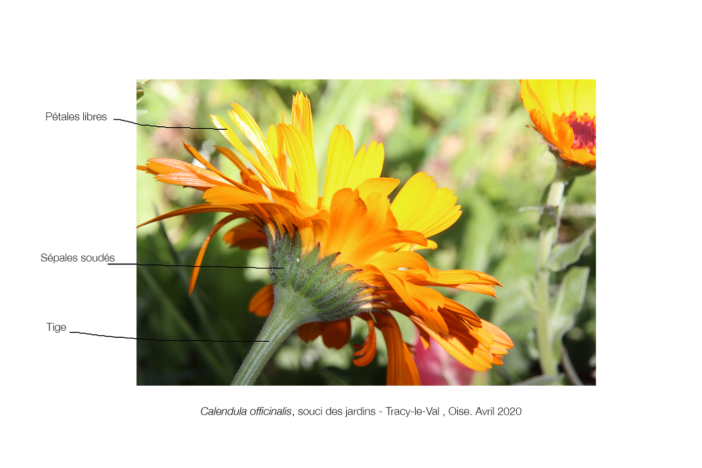 Annexe Calendula of. planche 2.jpg