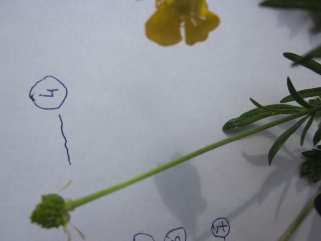 Annexe bouton dor 2 (Small).JPG