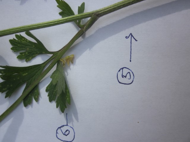 Annexe bouton dor 3 (Small).JPG