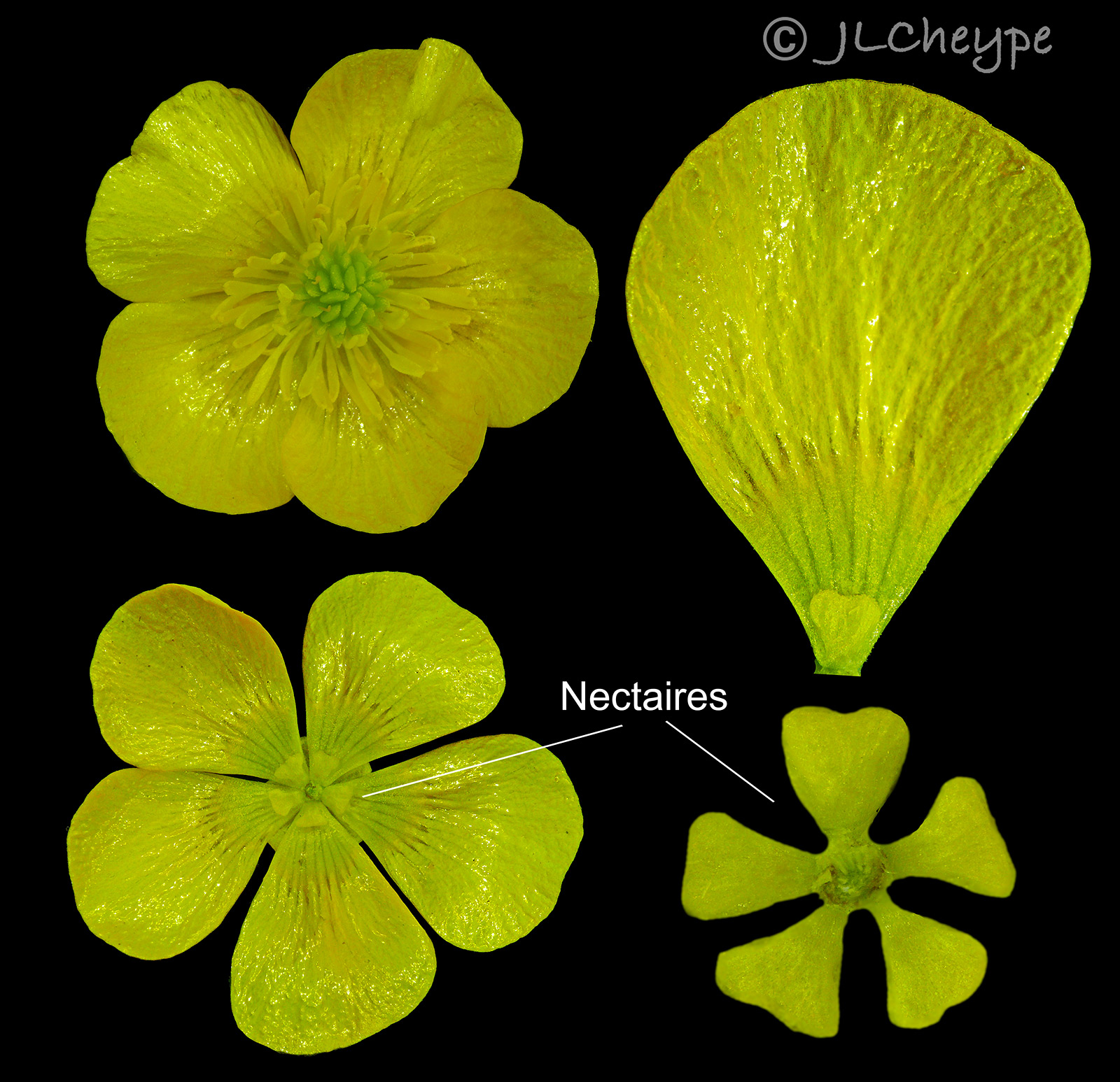 Annexe nectaires de renoncule.jpg