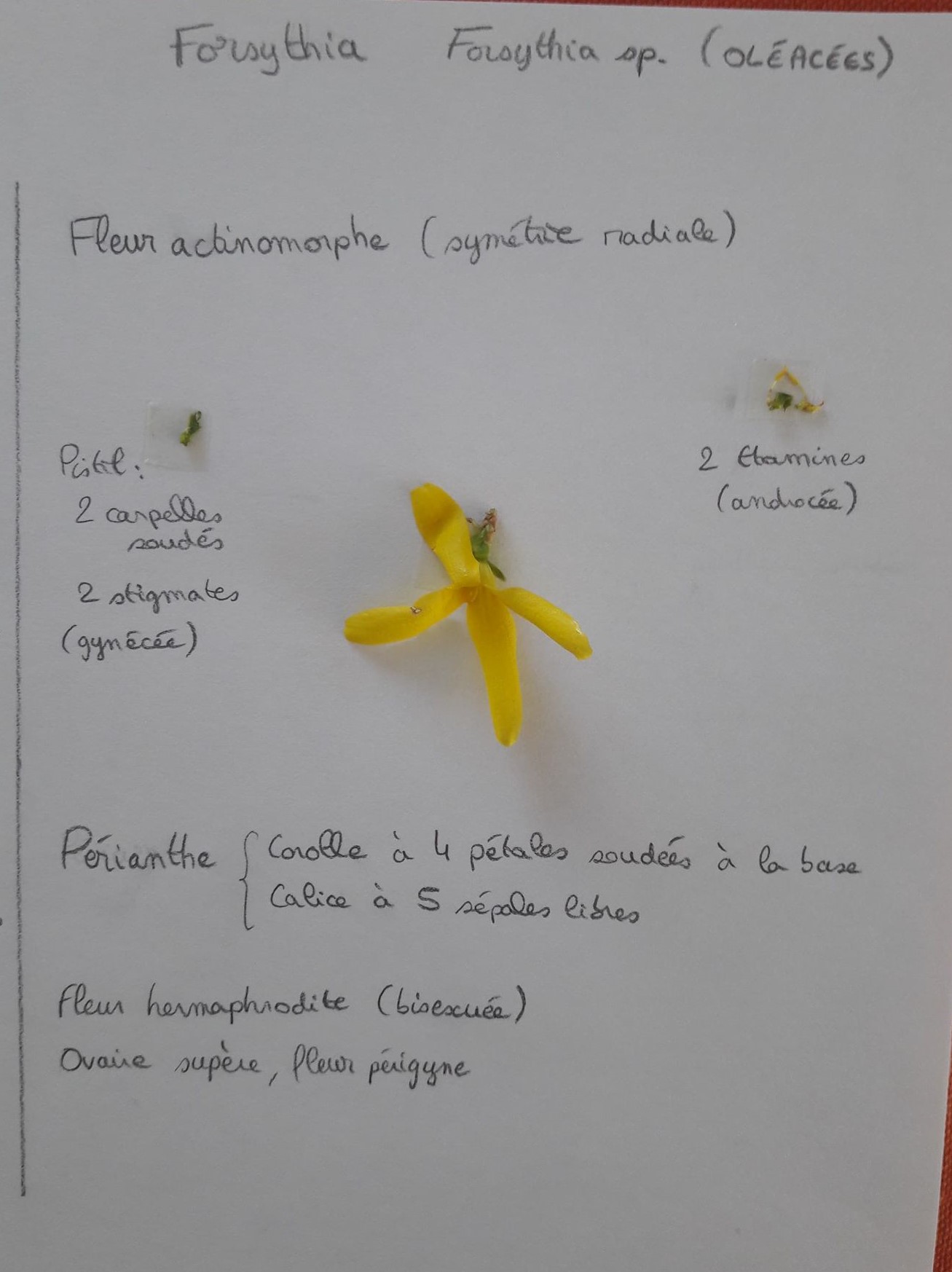 Annexe forsythia.jpg