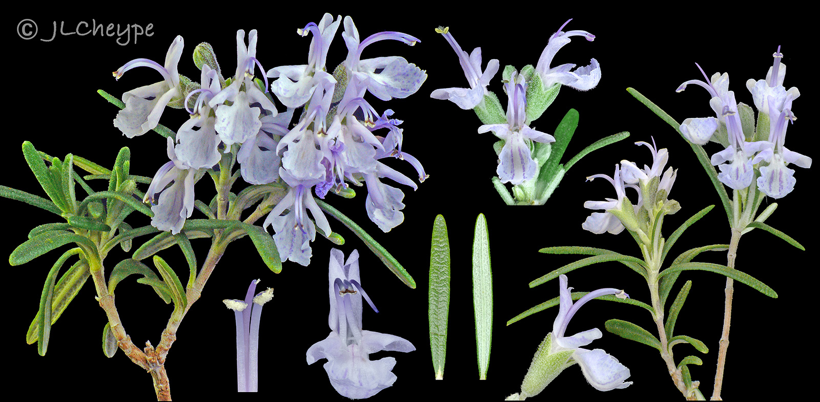 Annexe Rosmarinus officinalis.jpg