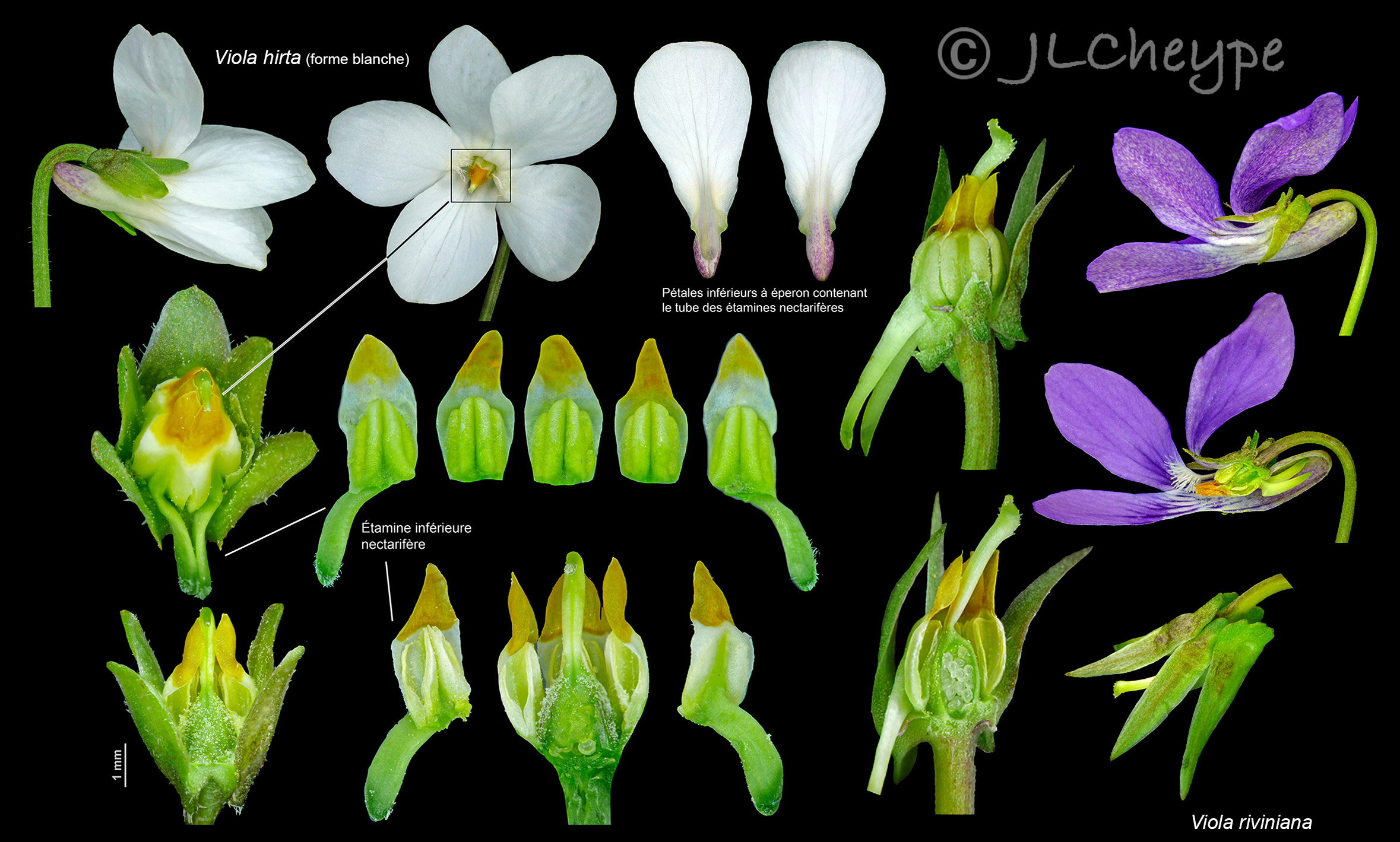 Annexe Viola-anatomie fleur.jpg