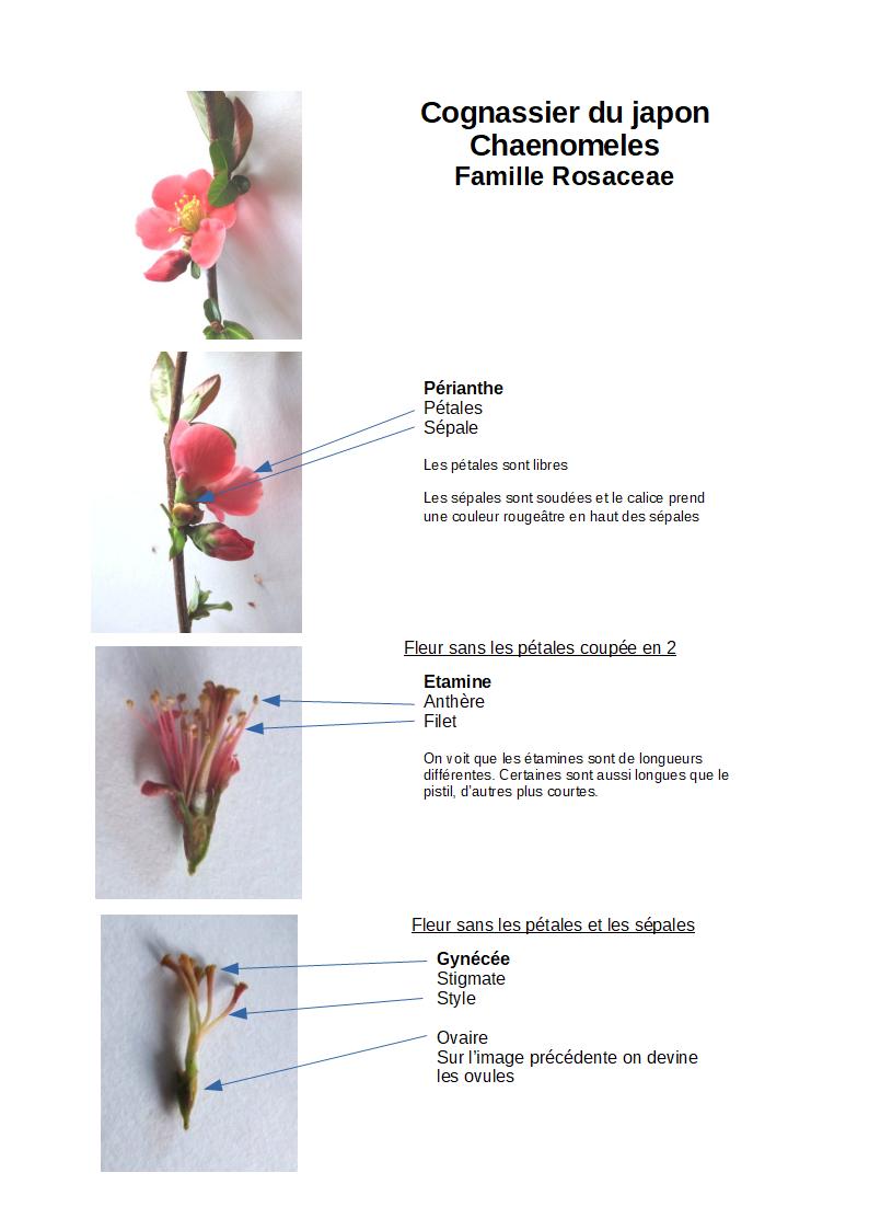 Annexe S3S2 Chaenomeles_2.jpg