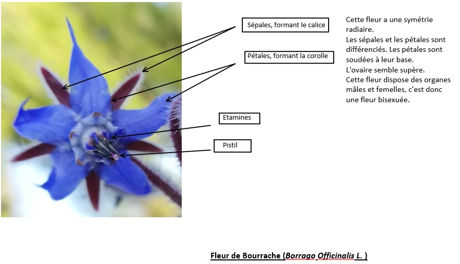 Annexe Sans titre.jpg