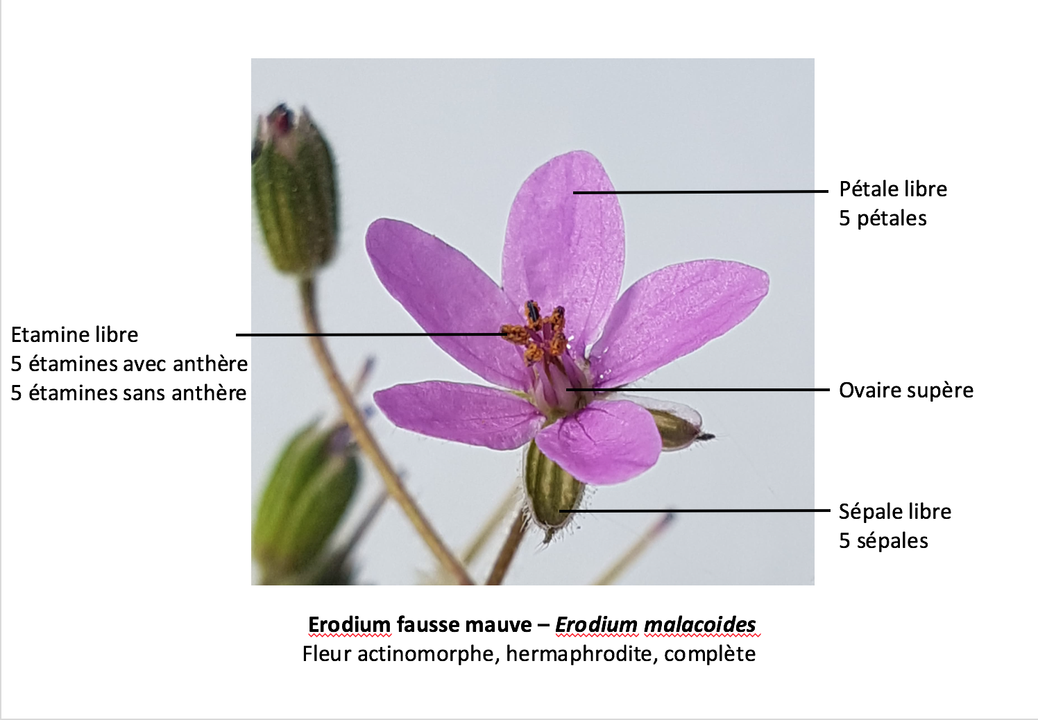 Annexe Capture d’écran 2020-04-16 à 10.39.15.png