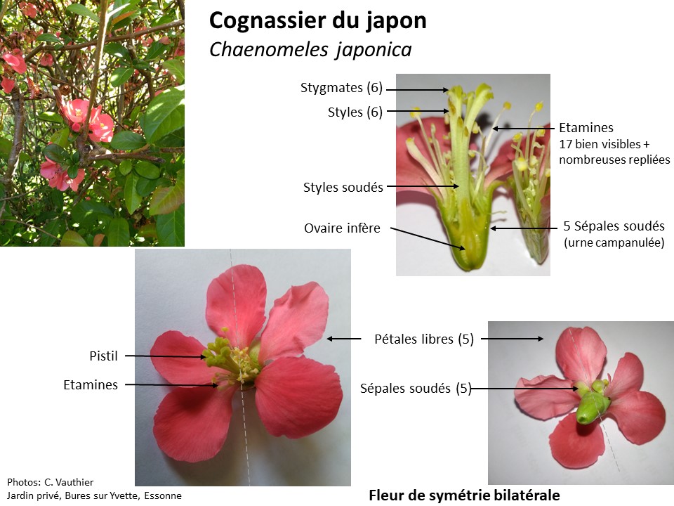 Annexe Activité semaine 3 fleur annotée.jpg