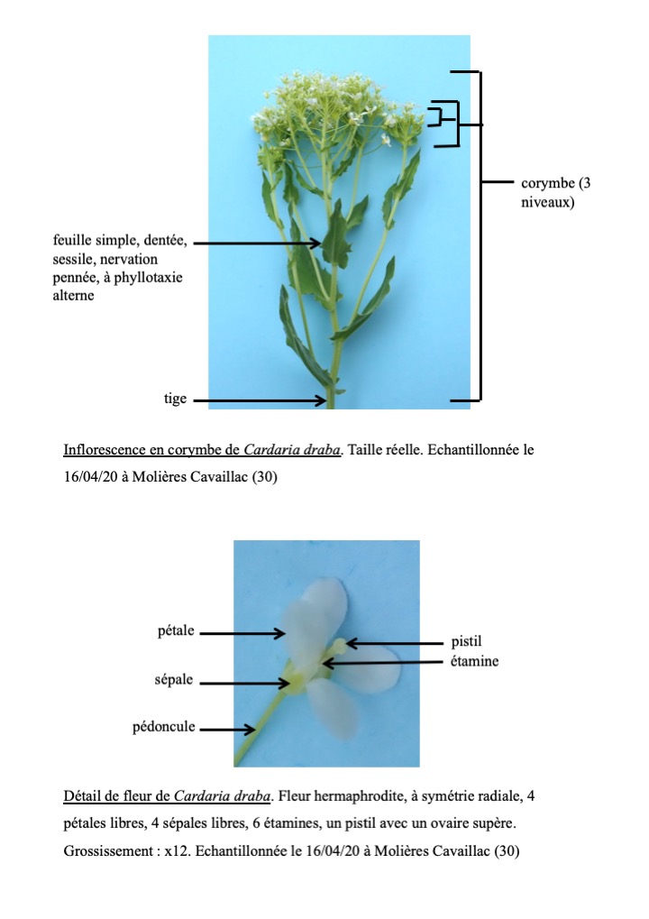 Annexe Diapositive1.jpeg