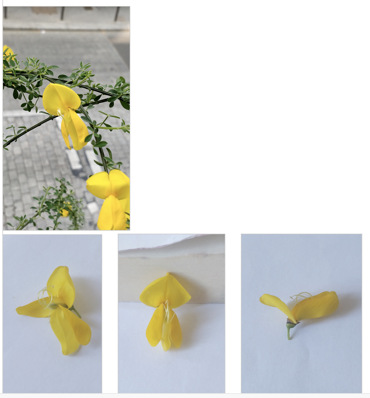 Annexe Capture d’écran 2020-04-16 à 14.28.37.jpg