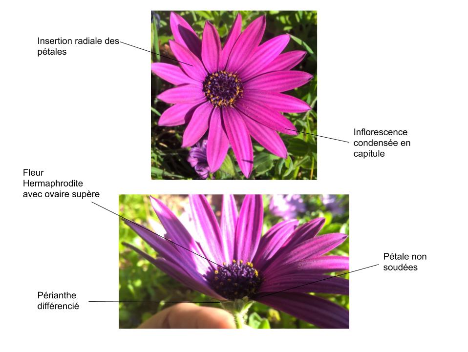 Annexe acti 1 séquence 3.jpg