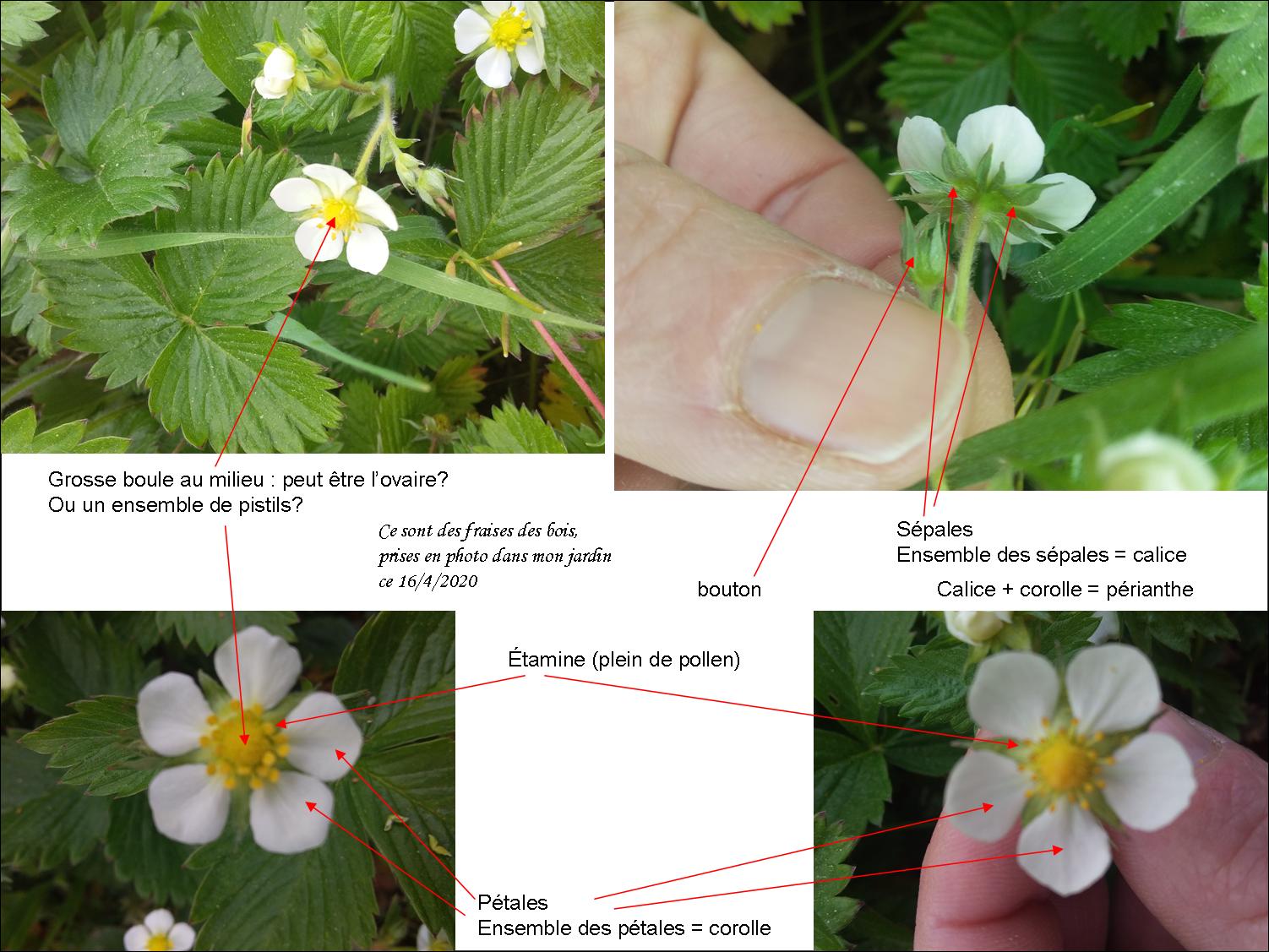 Annexe description fleur de fraise des bois.jpg