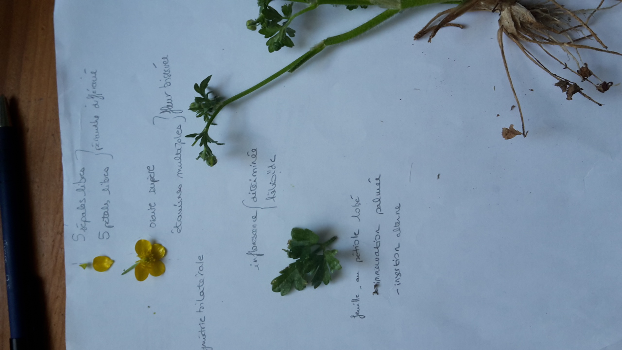 Annexe 20200416_165856.jpg