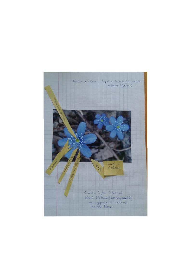 Annexe Hépatique.jpg