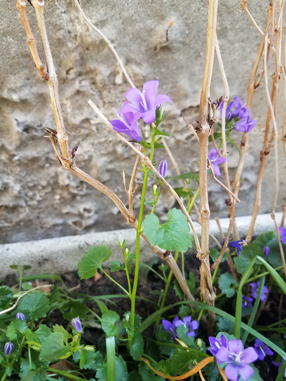 Annexe 20200416_165613.jpg