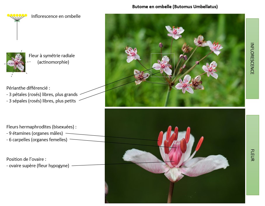 Annexe butome en ombelle.jpg