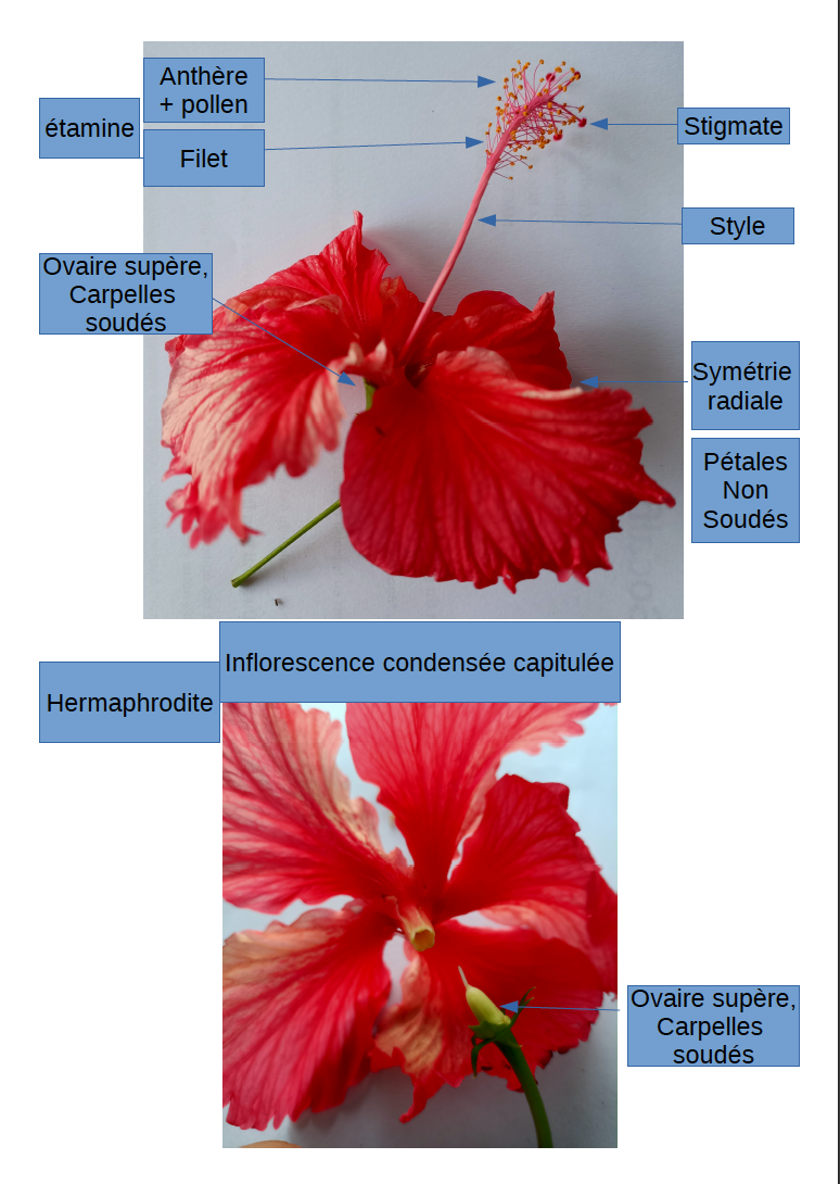 Annexe Capture d’écran 2020-04-17 à 17.32.55.png