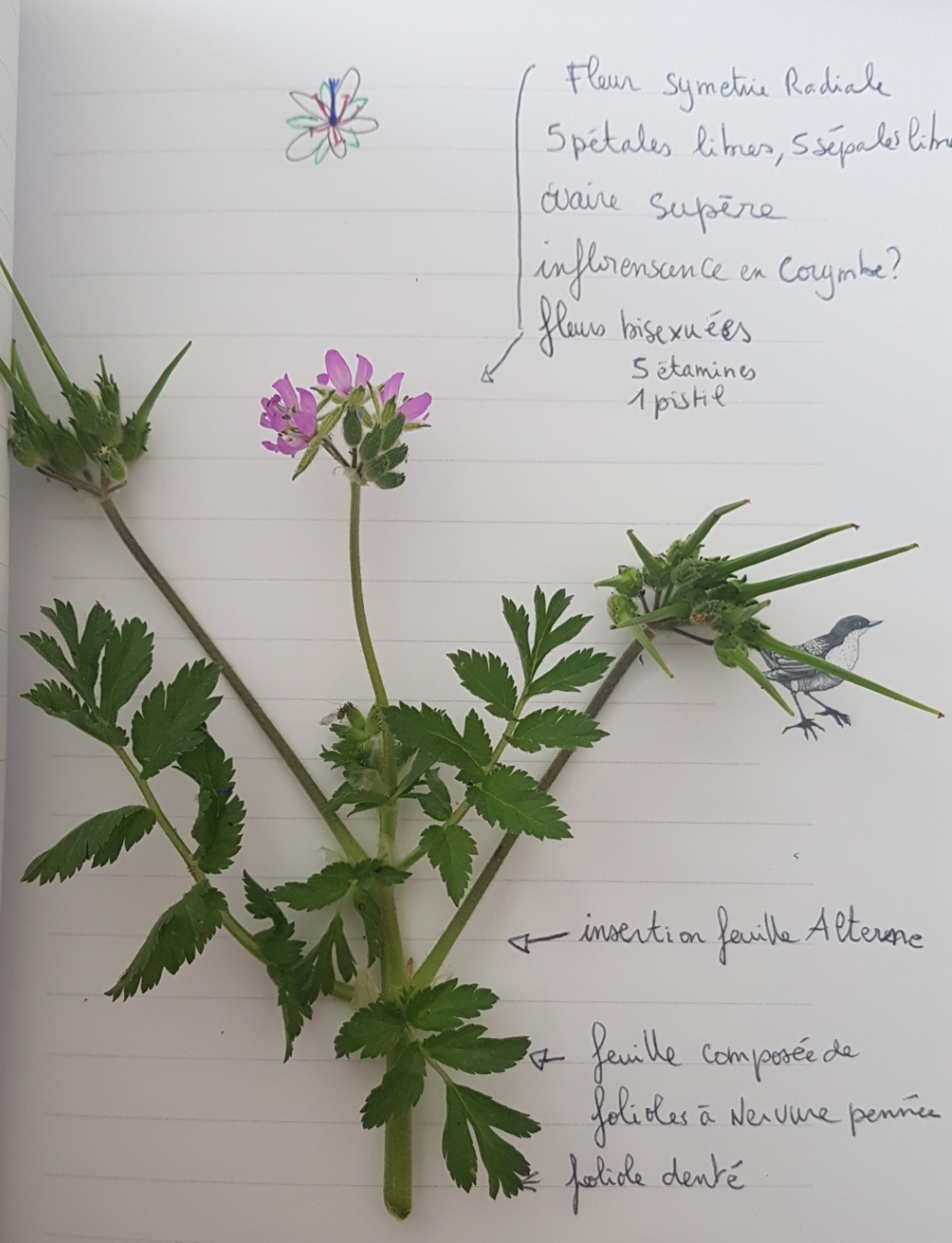 Annexe Screenshot_20200417-103348_Gallery.jpg