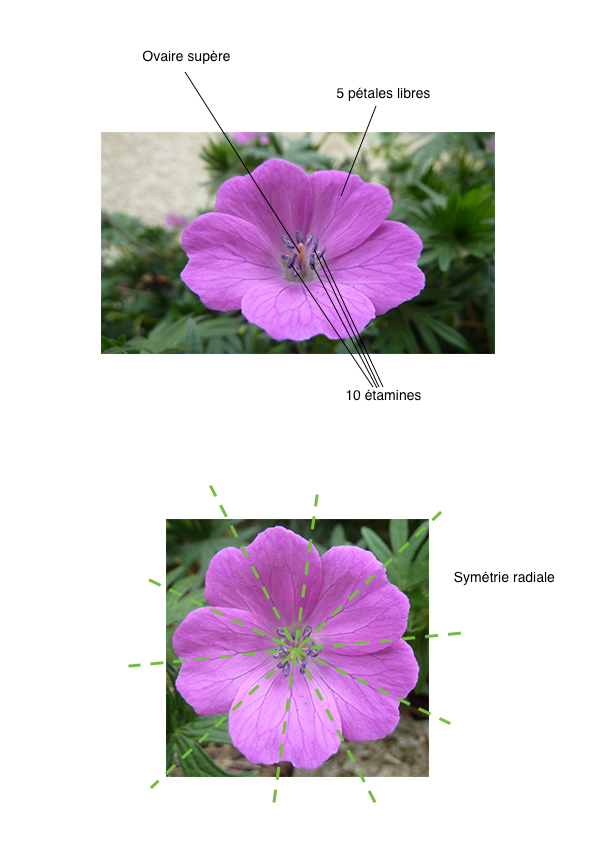 Annexe identification fleur jardin.jpg