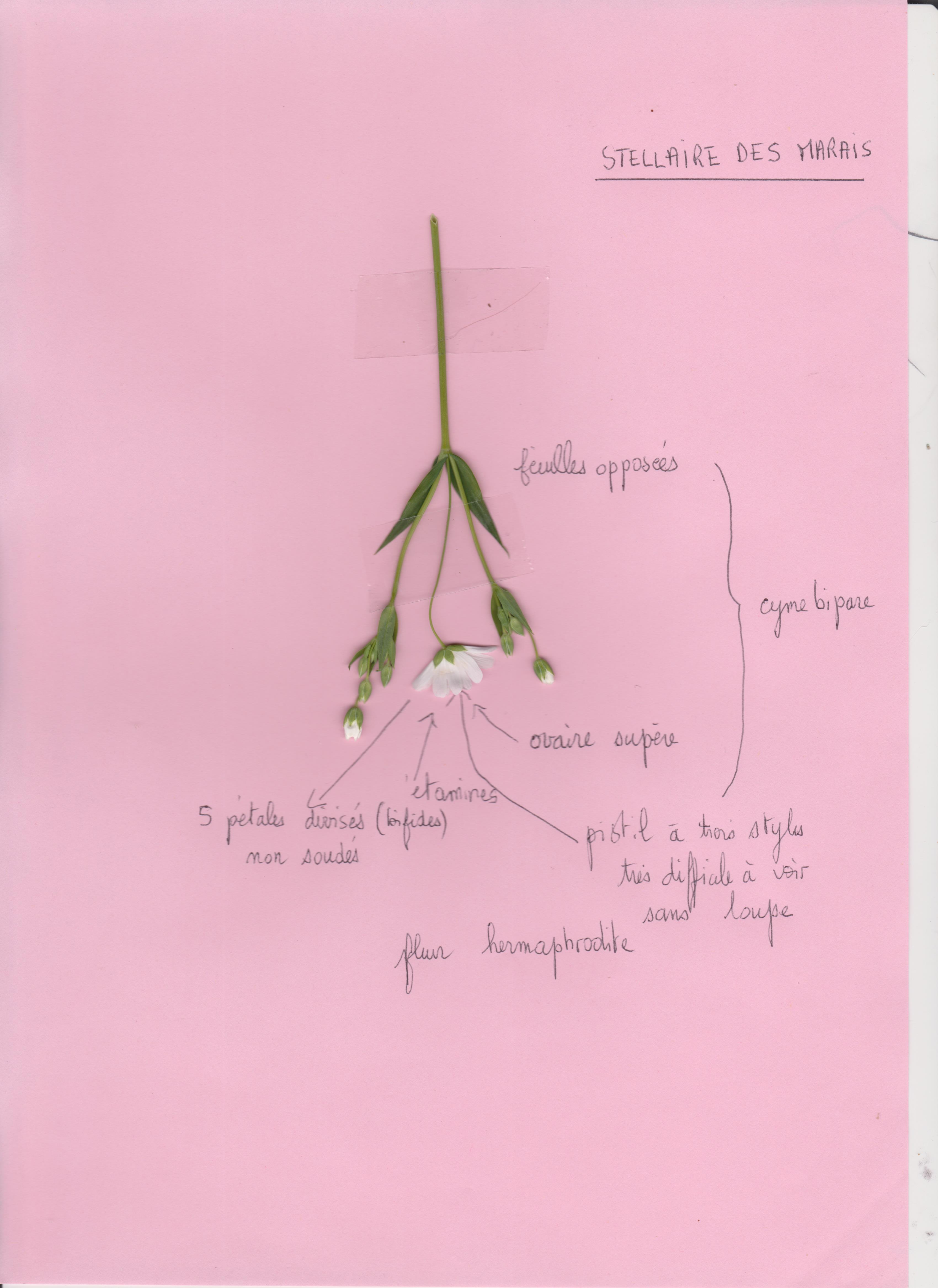 Annexe stellaire des marais 001.jpg