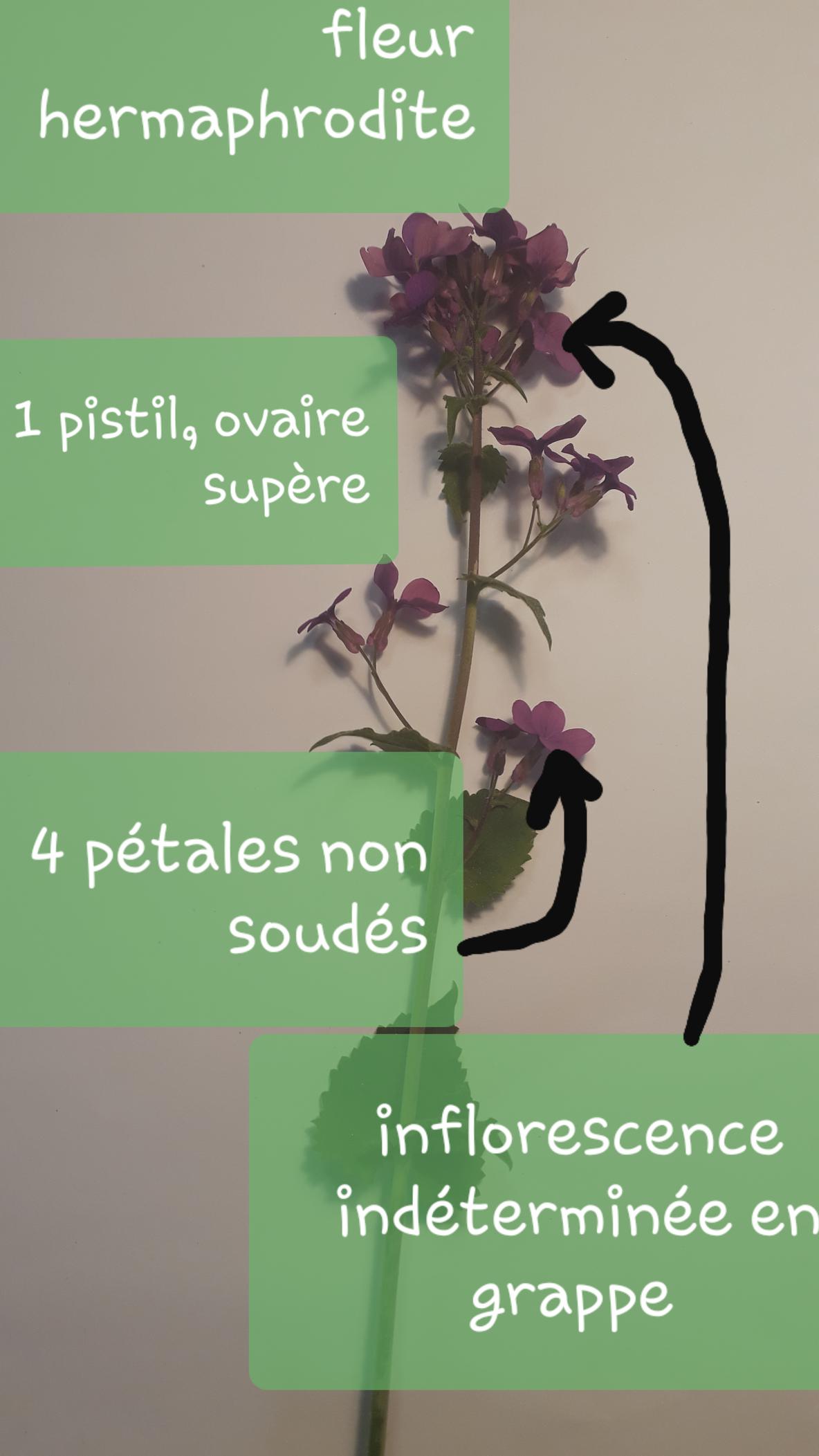 Annexe 20200417_105408-ConvertImage-ConvertImage.jpg