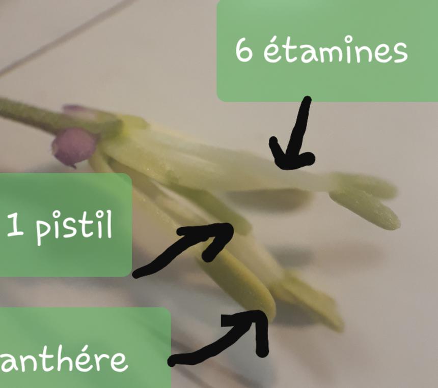 Annexe 20200417_105706-ConvertImage-ConvertImage.jpg