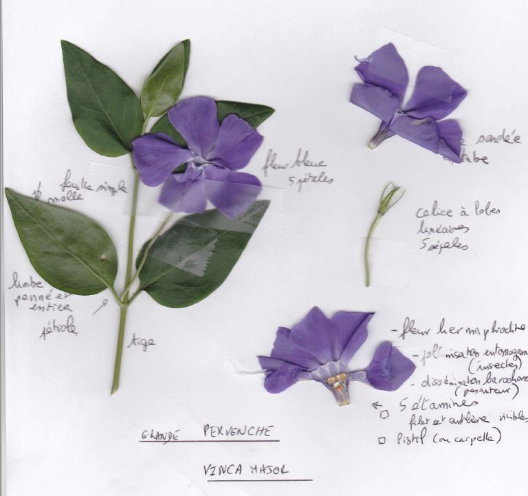 Annexe pervenche description.JPG