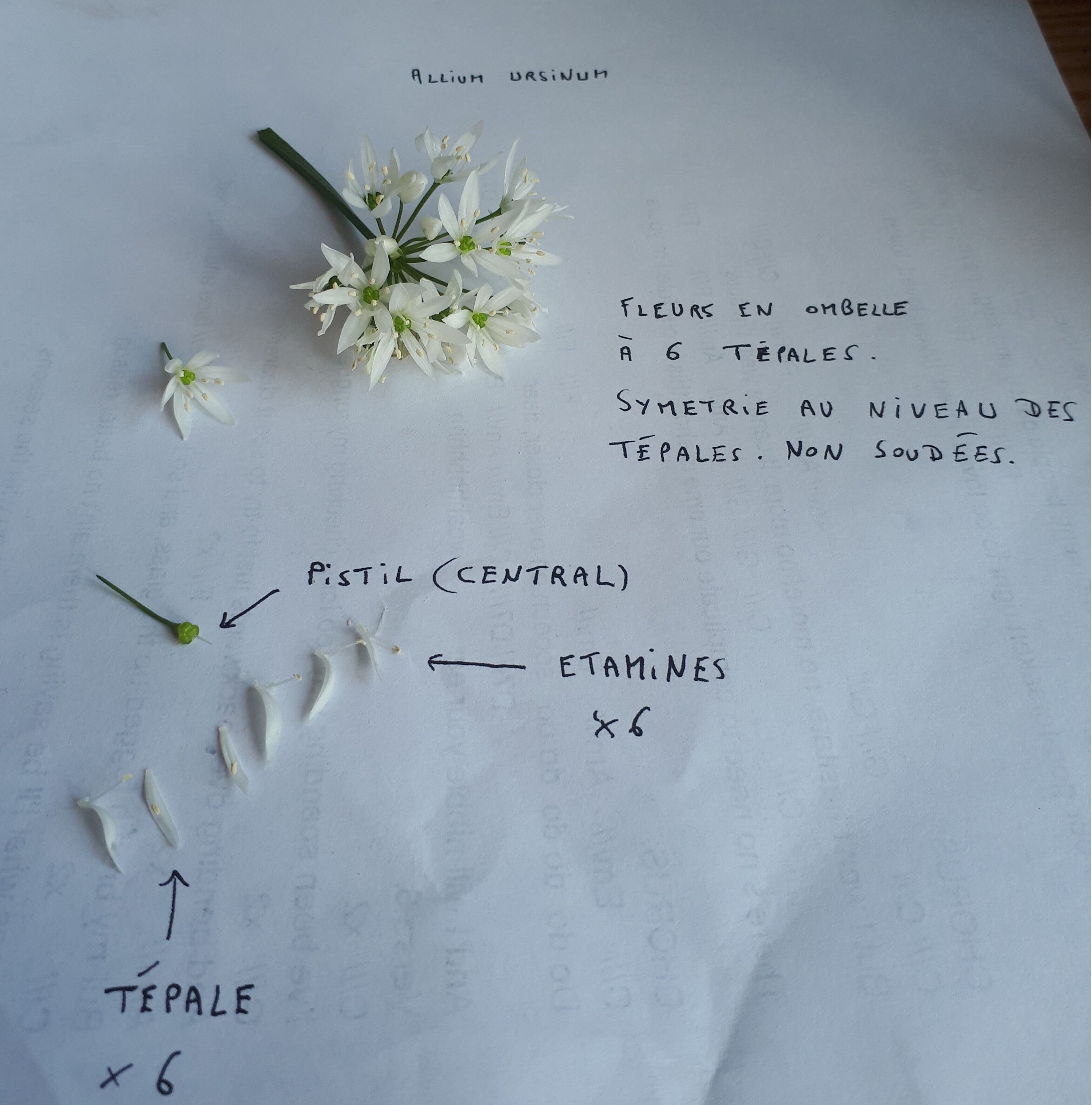 Annexe allium_ursinum.jpg